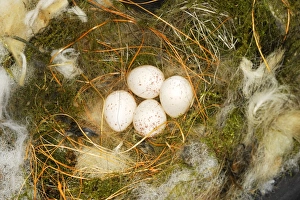Images Dated 9th April 2007: Great Tit - nest with eggs Alsace France