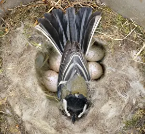 Great Tit - on nest & eggs Digital Manipulation: added eggs