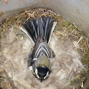 GREAT TIT - on nest, incubating eggs
