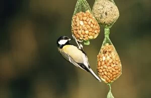 Great Tit - on nut feeder
