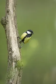 Hungary Prints: Great Tit Parus major Hungary BI19640