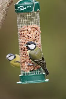 Great Tit - on peanut feeder - blue tit to rear
