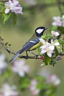 Images Dated 21st April 2011: Great Tit - perched amongst apple tree blossom