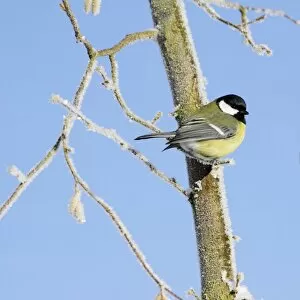 Images Dated 6th January 2009: Great Tit - perched on frost covered hazelnut tree, Lower Saxony, Germany