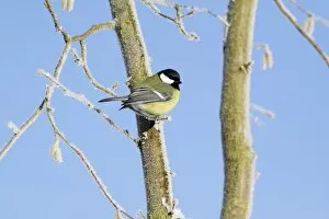 Images Dated 6th January 2009: Great Tit - perched on frost covered hazelnut tree
