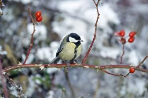 Great Tit - Perched on Stem