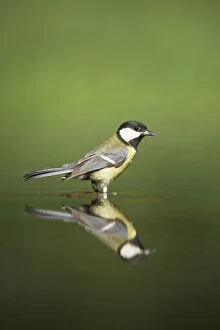 Images Dated 20th November 2008: Great Tit - Refection at forest pool