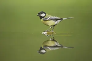 Great Tit - Refection at forest pool Parus major Hungary BI016451