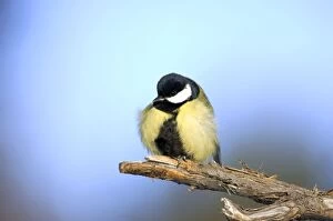 Great Tit - ruffles up its plumage in freezing