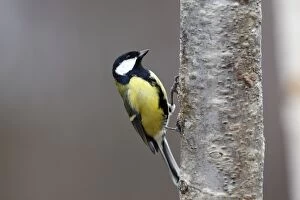Images Dated 18th February 2008: Great Tit. Scottish Moor - Aviemore - Scotland