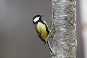 UK Wildlife Prints: Great Tit. Scottish Moor - Aviemore - Scotland