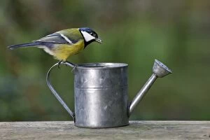 Great Tit - with seed in beak - perched on watering
