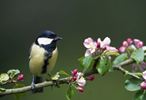 <b class=qtipBold><figcaption>Great Tit - sits on branch</figcaption></b><br>JD-16036 Great Tit - sits on branch Parus major John Daniels Please note that prints are for personal display purposes only and may not be reproduced in any way.<br><em>© Ardea 2007 - All Rights Reserved</em> Great Tit - sits on branch