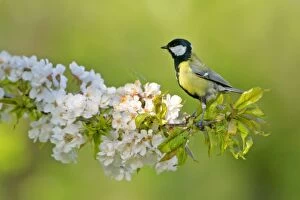 Great tit - sitting on blooming cherry tree twig