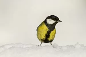 Images Dated 9th January 2010: Great Tit - in snow