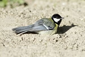 Images Dated 16th June 2010: Great Tit - sunbathing in garden