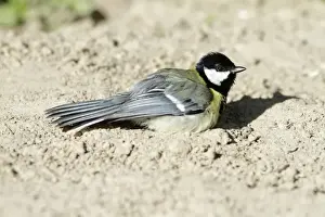 Great Tit - sunbathing in garden - Lower Saxony - Germany