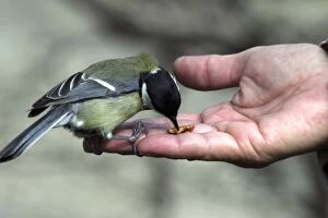 Images Dated 5th April 2003: Great Tit - taking walnut from hand