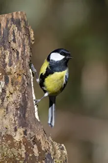 Great Tit - UK