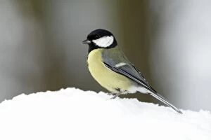 Great Tit - in winter snow