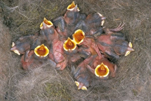 Images Dated 27th January 2006: Great Tit - young, 6 days old
