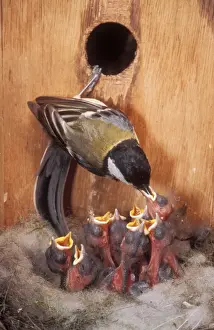 Nest Boxes Prints: Great Tit Young in bird nest