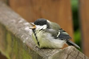 Great Tit - Youngster, food begging