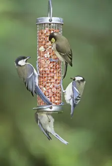 Great Tits JD 9310 On nut feeder Parus major © John Daniels / ARDEA LONDON