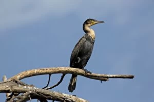 Images Dated 21st September 2014: Great / White-breasted Cormorant perched on tree