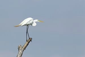 Aerials Gallery: Great White Egret