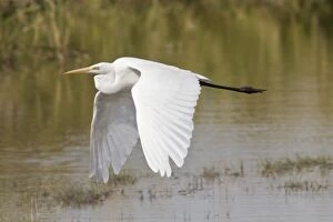 Images Dated 14th October 2013: Great White Egret