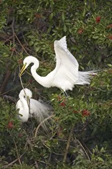 Great White Egret - Breeding pair in tree, passing stick