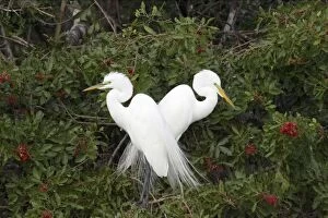 Images Dated 16th August 2005: Great White Egret - Breeding pair in tree Venice Rookery, Florida, USA BI000270