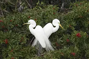 Great White Egret - Breeding pair in tree Venice Rookery, Florida, USA BI000270