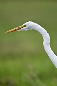 Great White Egret - close up of head and neck