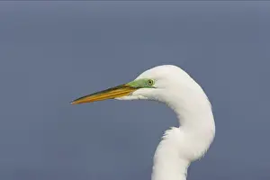 Great White Egret - Cose up, showing breeding plumage Fort de Soto, Florida, USA BI000169