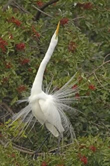 Great White Egret - Displaying in tree
