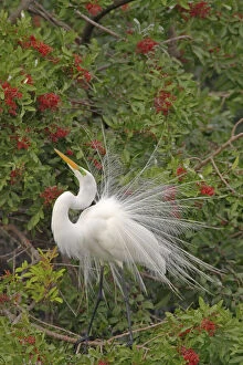 Images Dated 16th August 2005: Great White Egret - Displaying in tree Venice Rookery, Florida, USA BI000186