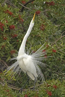 Images Dated 16th August 2005: Great White Egret - Displaying in tree Venice Rookery, Florida, USA BI000195