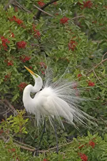 Stance Prints: Great White Egret - Displaying in tree Venice Rookery, Florida, USA BI000186