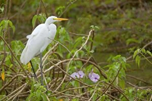 Images Dated 13th July 2010: Great White Egret / Egretta alba - adult sitting