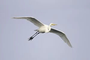 Images Dated 18th June 2009: Great White Egret - in flight