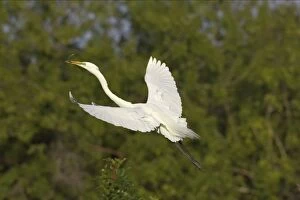 Great White Egret - In flight carrying sticks back to nest