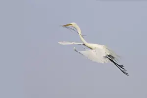 Twigs Prints: Great White Egret - In flight, carrying sticks back to nest Venice Rookery