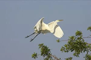 Images Dated 16th August 2005: Great White Egret - In flight Venice Rookery, Florida, USA BI000220