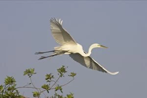 Images Dated 16th August 2005: Great White Egret - In flight Venice Rookery, florida, USA BI000221