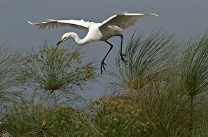 Great White / Great EGRET - in flight, about to land