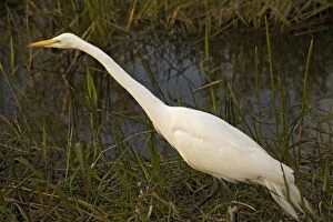 Images Dated 15th February 2006: Great white egret or great white heron