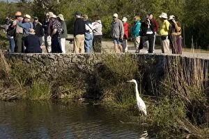 Great White Egret / Great White Heron - fishing