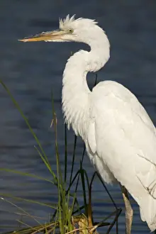 Great White Egret / Great White Heron. USA